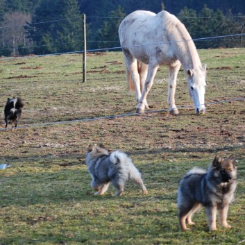 Welpenspielstunde Mittelspitze Kikki und Kobold von der Rosteige mit Spitzfamilie - 48