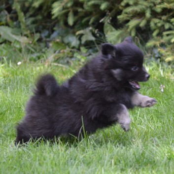 Zorro von der Rosssteige mit 7 Wochen 01