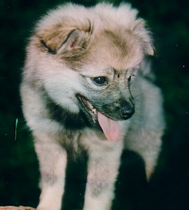 Mittelspitz Elli Panda von Ayers Rock als Welpe