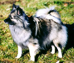 Mittelspitz Cessy von Ayers Rock