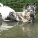 83 Mittelspitz Arabella von der Rosteige im Weiher