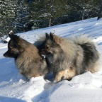 31 Mittelspitz Arabella und Bonita von der Rosssteige im Schnee