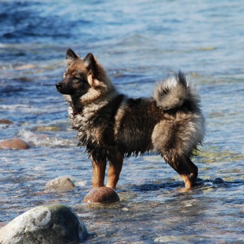 Am Strand vom Mons Klint mit den Mittelspitzen von der Rosteige - 45