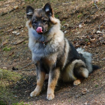 Mittelspitz Kikki von der Rosteige mit einer langen Zunge